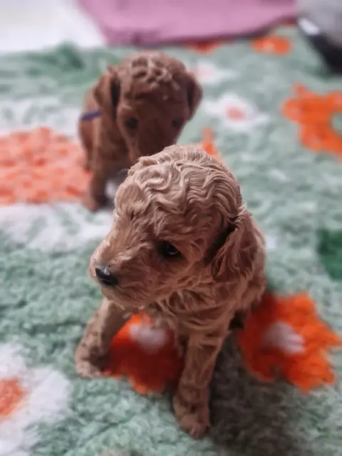 Szczenię pudla toy na macie do zabawy