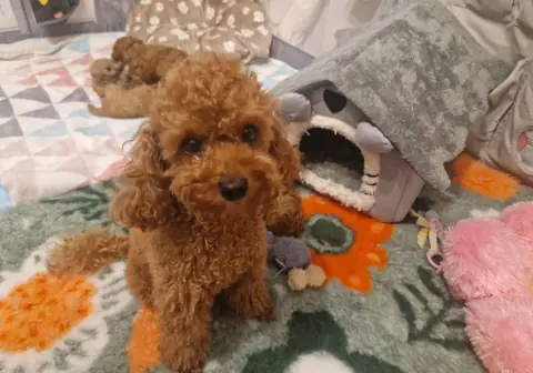 Szczenię pudla toy na kwiatowej macie