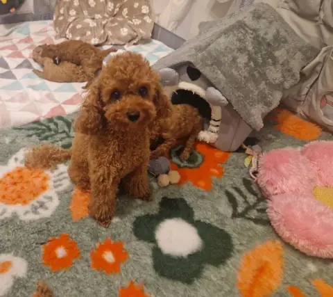 Szczenię pudla toy przy domku w kojcu