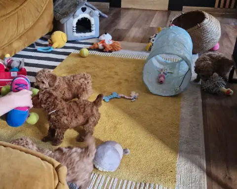 Szczenię pudla toy przy domku i koszyku