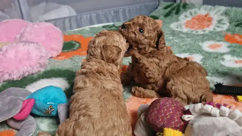 Dwa szczenięta pudla toy bawiące się maskotkami