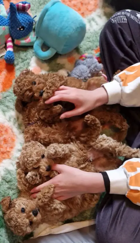Szczenięta pudla toy głaskane przez opiekunów