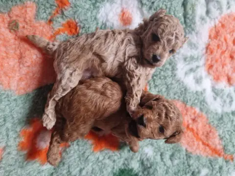 Szczenięta pudla toy idące po macie