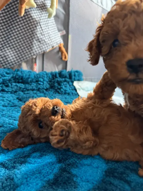 Dwa szczenięta pudla toy mocujące się w zabawie