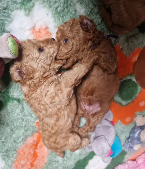 Szczenięta pudla toy odpoczywające po zabawie