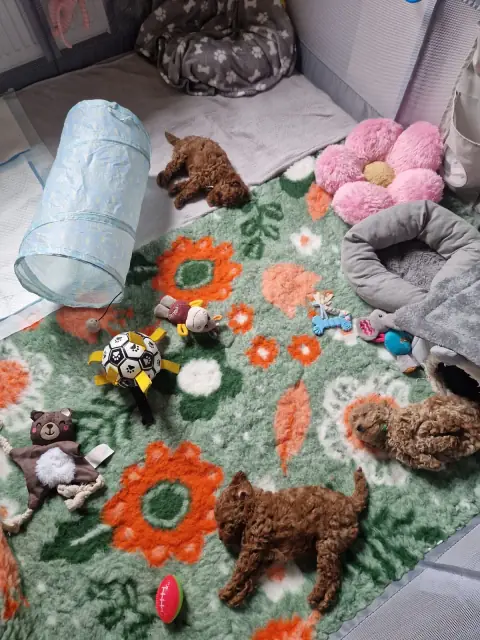 Pokój szczeniąt pudla toy z tunelem i zabawkami