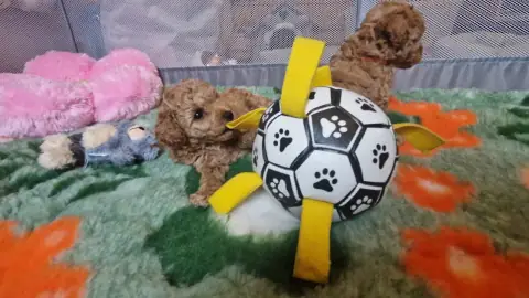 Dwa szczenięta pudla toy przy dużej piłce