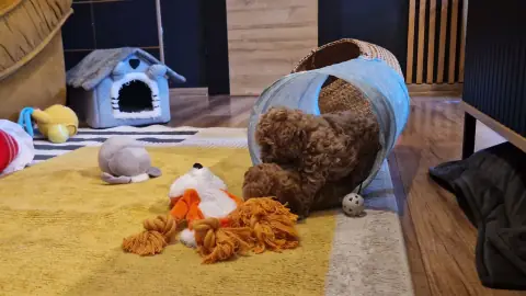 Szczenięta pudla toy przy tunelu i domku