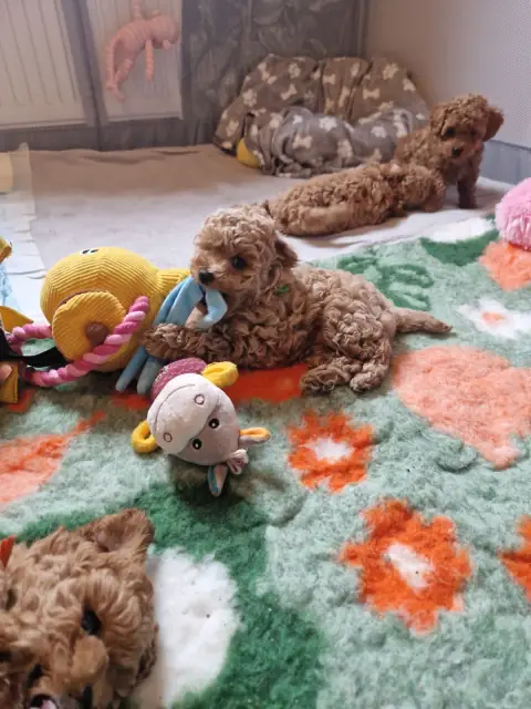 Szczenięta pudla toy przy zabawkach na dywanie