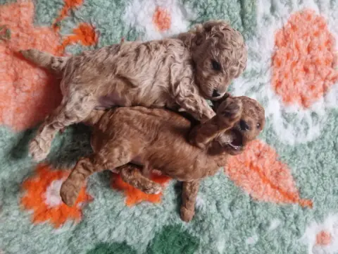 Szczenięta pudla toy razem na macie