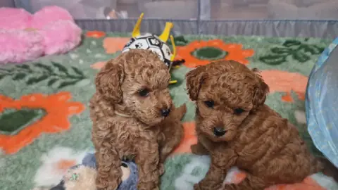 Dwa szczenięta pudla toy obok siebie na macie