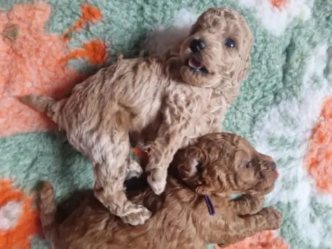 Szczenięta pudla toy śpiące na macie