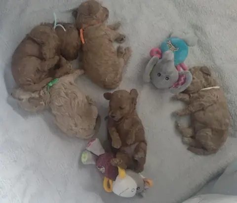 Pięć szczeniąt pudla toy śpiących wśród zabawek, trzeci tydzień życia