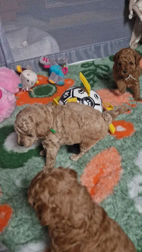 Szczenięta pudla toy w kojcu z zabawkami