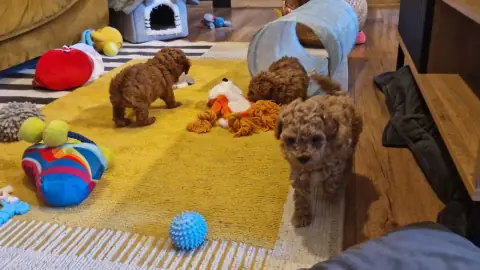 Szczenięta pudla toy podczas wspólnej zabawy w pokoju