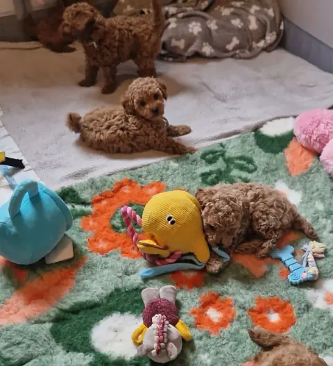 Szczenięta pudla toy w pokoju pełnym zabawek