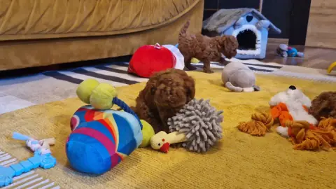 Szczenięta pudla toy wśród zabawek na dywanie