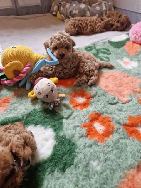 Szczenięta pudla toy wokół pluszowej kaczki
