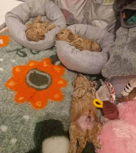 Szczenięta pudla toy śpiące w legowisku
