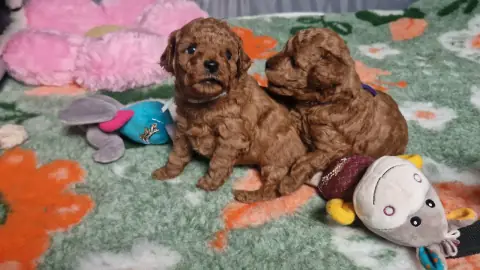 Trzy szczenięta pudla toy wśród zabawek