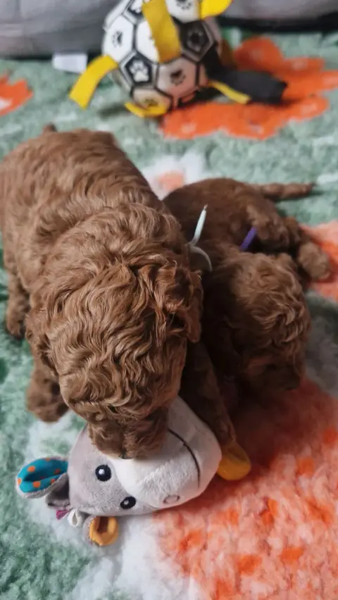 Szczenięta pudla toy odpoczywające przy maskotkach