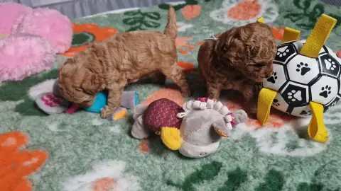 Szczenięta pudla toy wśród pluszowych zabawek