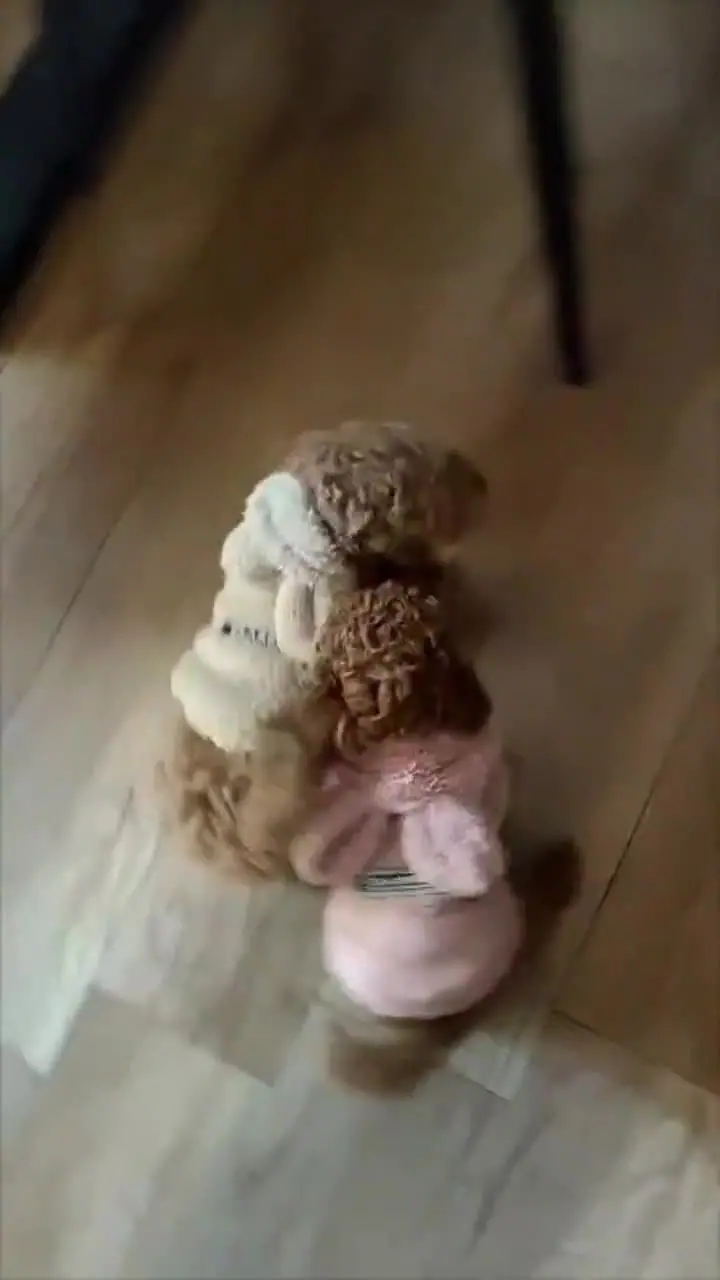 Dwa szczenięta pudla toy w ubrankach