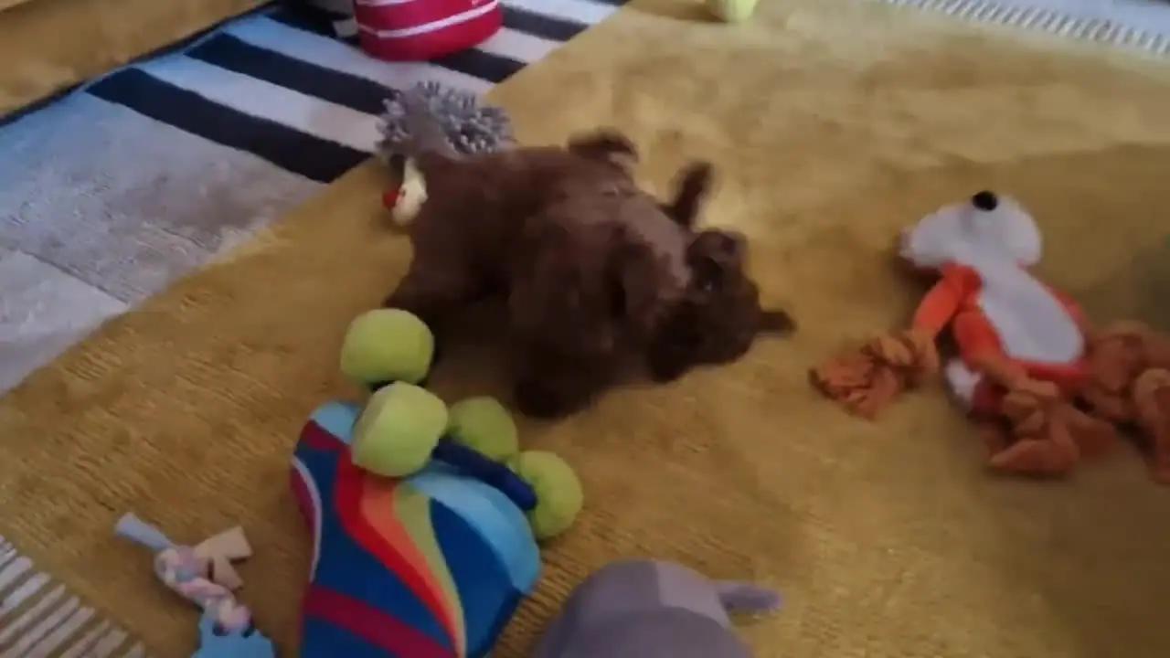 Dwa szczenięta pudla toy wśród zabawek