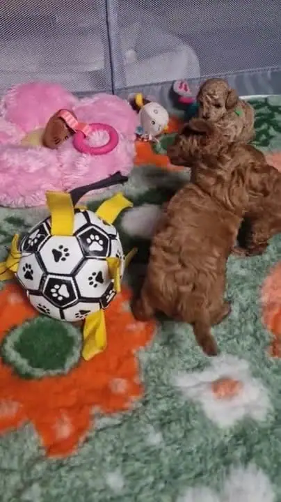 Dwie minuty z życia kojca szczeniąt pudla toy