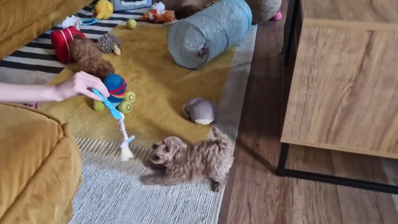 Kącik zabaw szczeniąt pudla toy