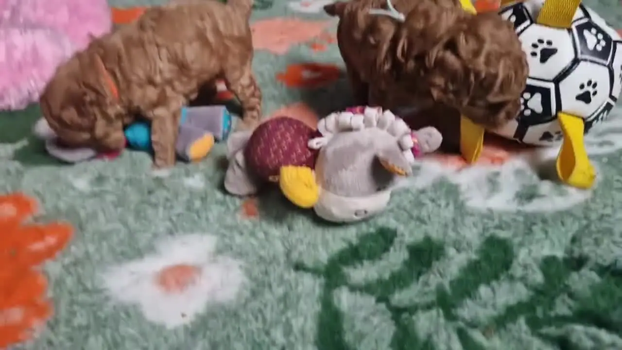 Cały kojec szczeniąt pudla toy