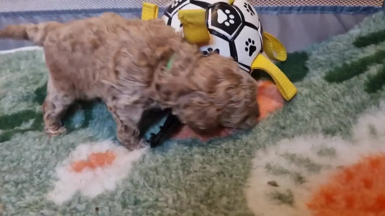 Szczeniak pudla toy bawi się piłką