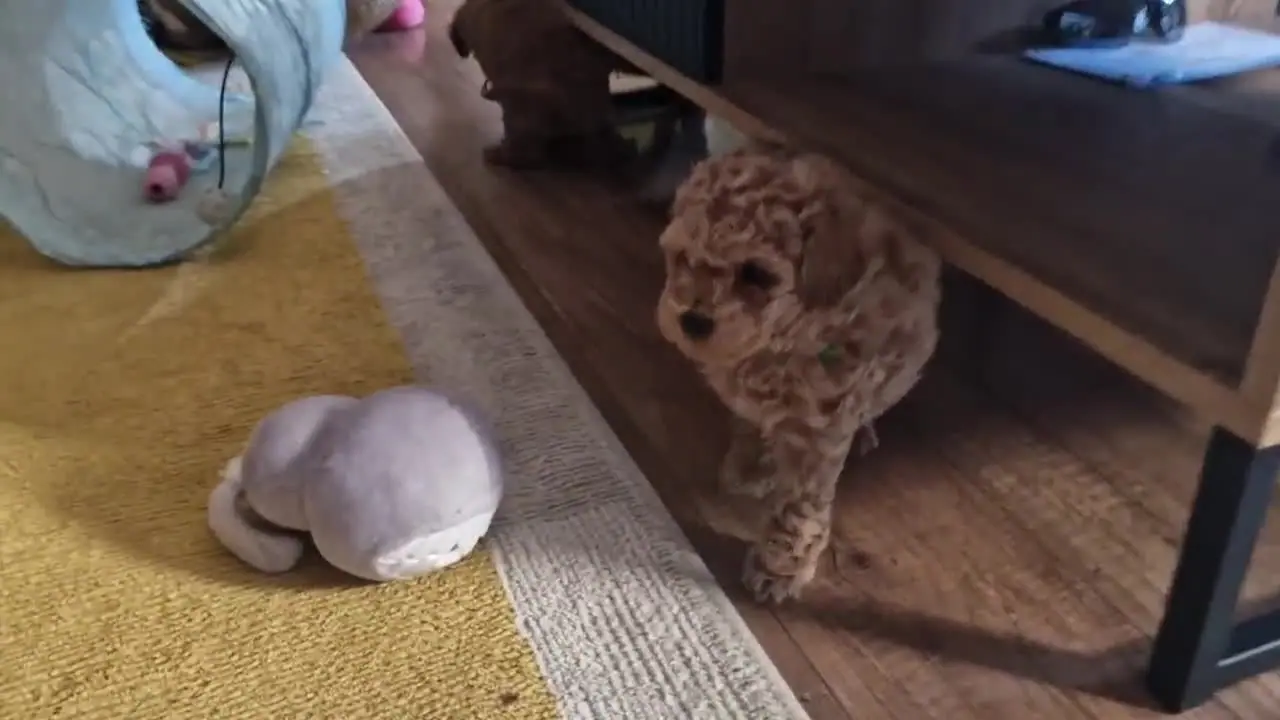 Szczeniak pudla toy biegnie po zabawkę