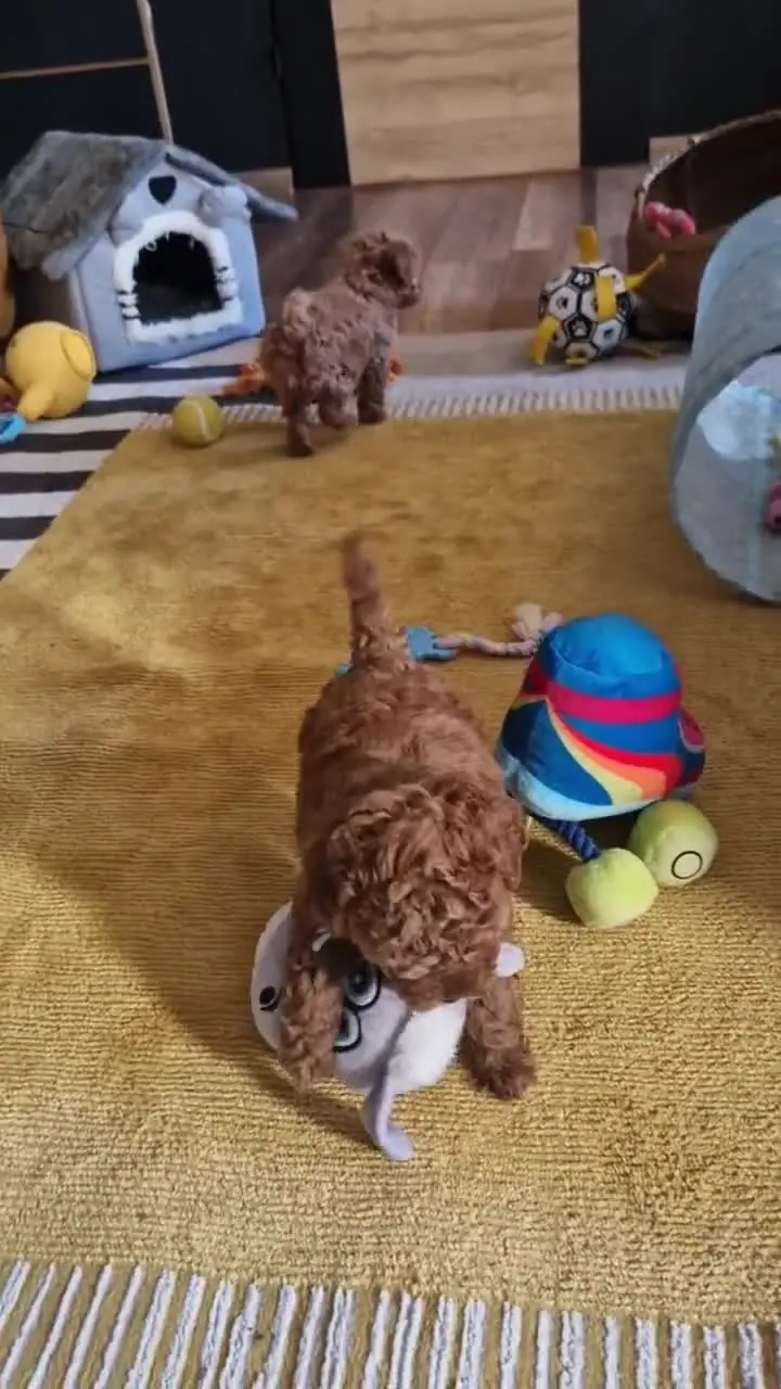 Szczeniak pudla toy popycha kolorową zabawkę