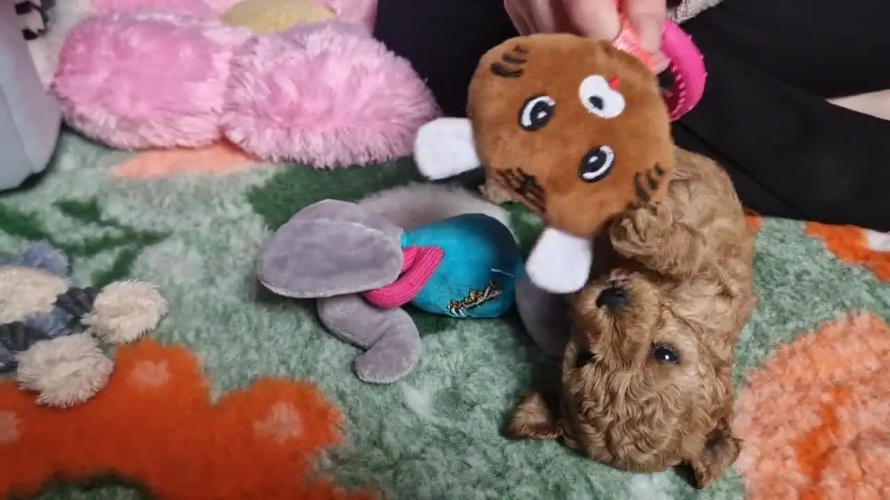 Szczeniak pudla toy przewraca się przy maskotce
