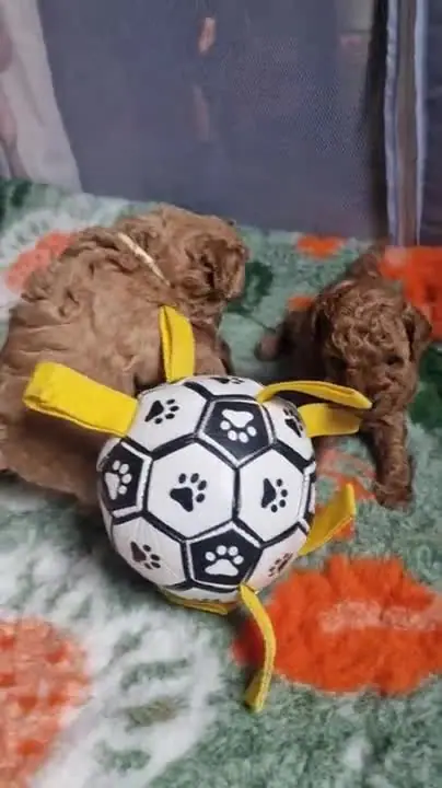 Szczenię pudla toy na kwiatowej poduszce