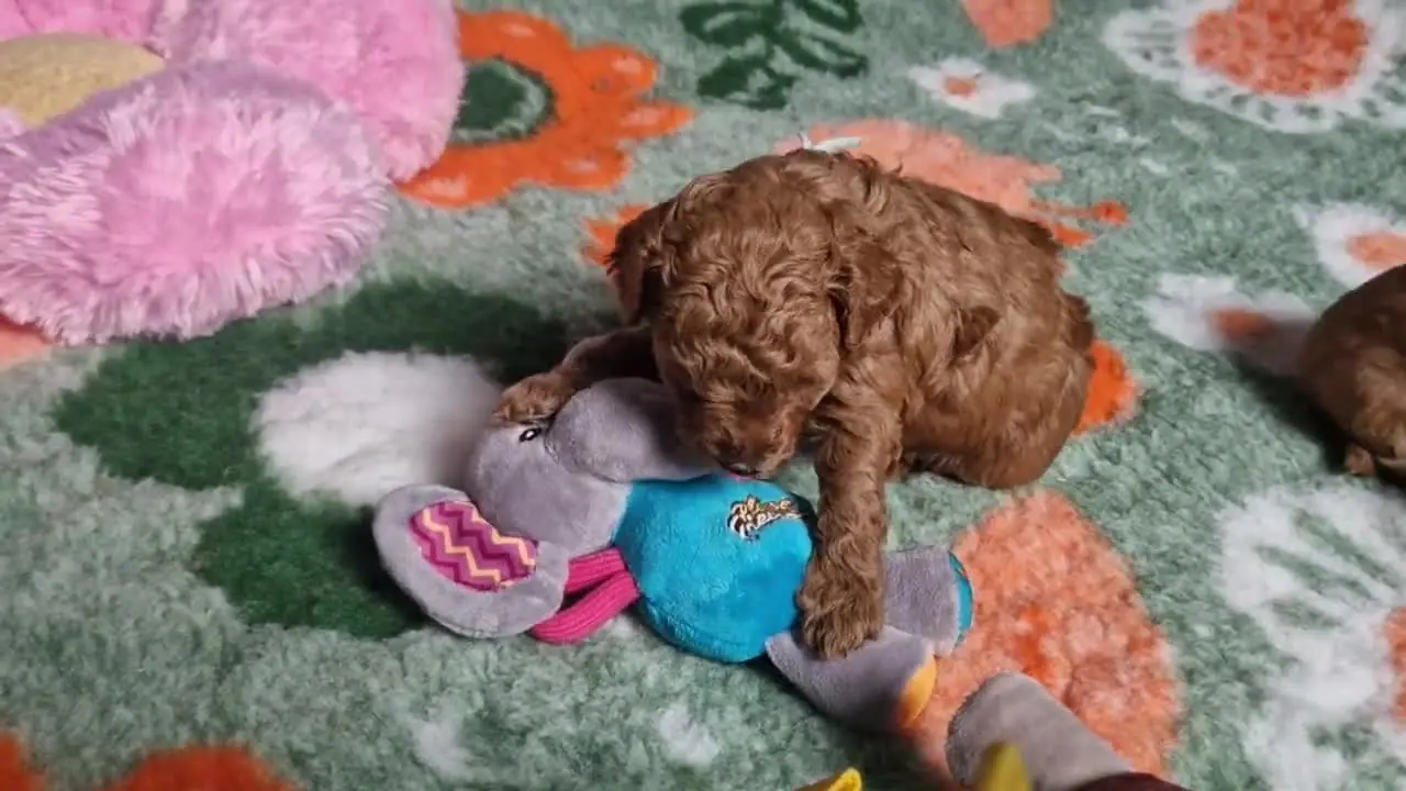 Szczenię pudla toy idzie przez matę do zabawy