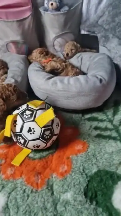 Szczenię pudla toy podczas głaskania