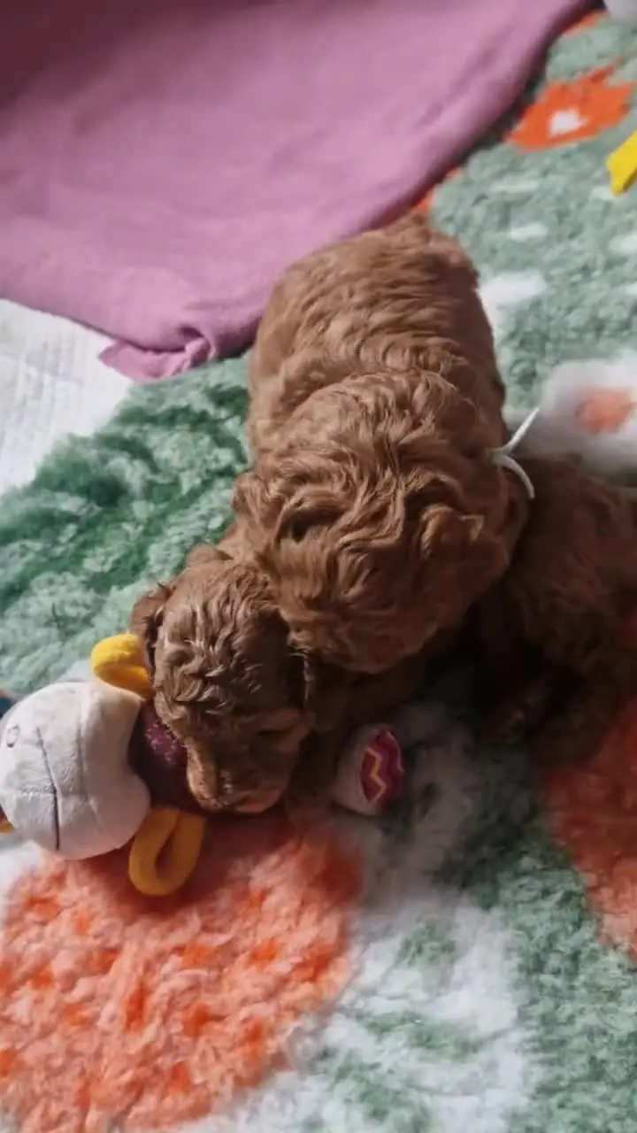 Szczenię pudla toy z ulubionym pluszakiem