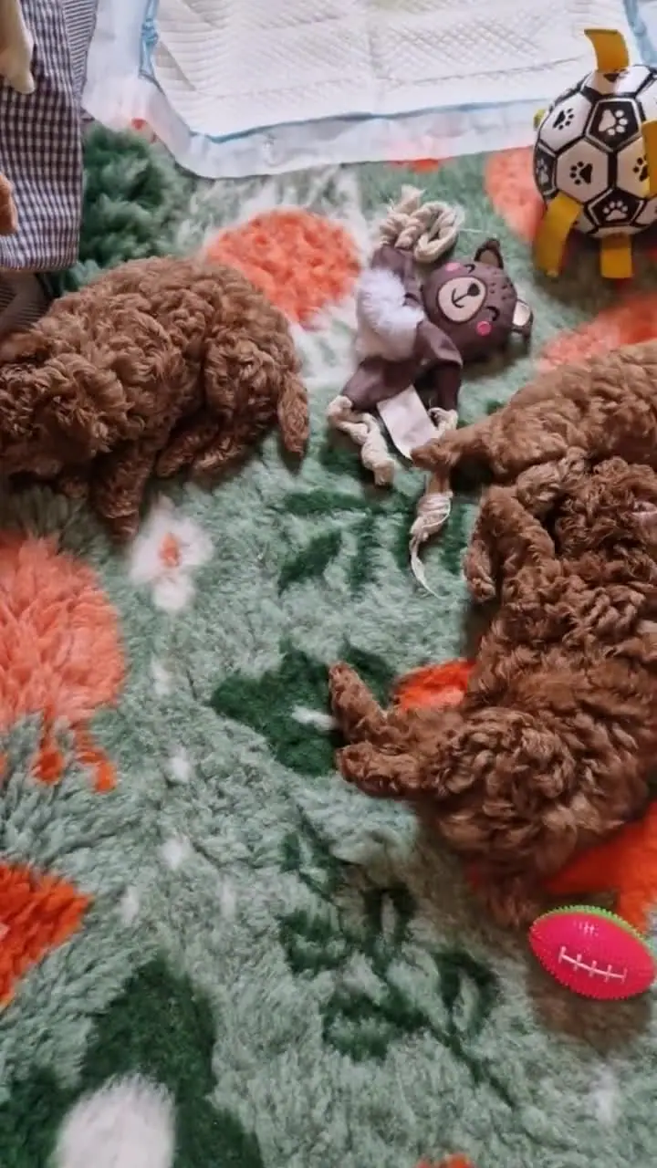Szczenięta pudla toy baraszkują na macie
