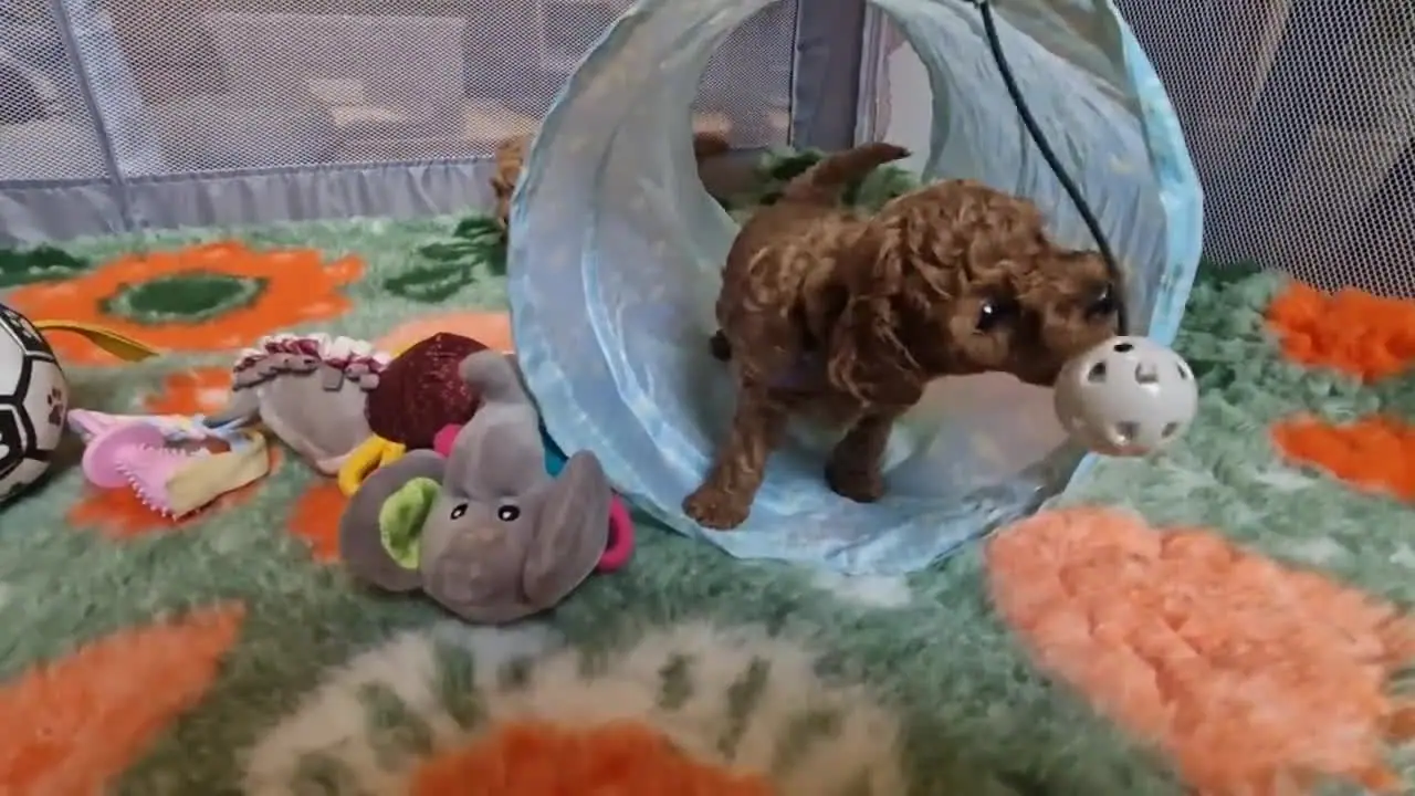 Szczenięta pudla toy biegają po kojcu