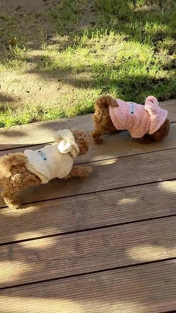 Szczenięta pudla toy biegają po tarasie