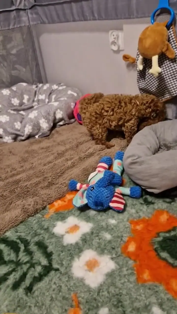 Szczenięta pudla toy i ich zabawki