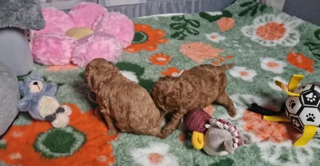 Szczenięta pudla toy i pluszowy słonik