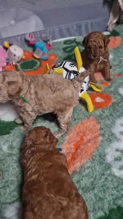 Szczenięta pudla toy przy piłce na macie