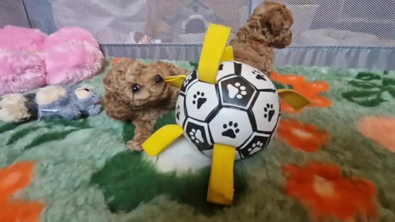 Szczenięta pudla toy wśród zabawek i piłek
