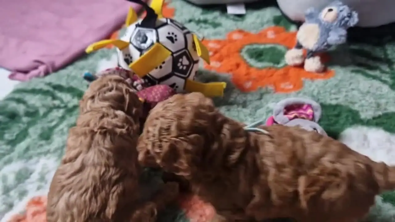 Szczenięta pudla toy wśród zabawek w kojcu