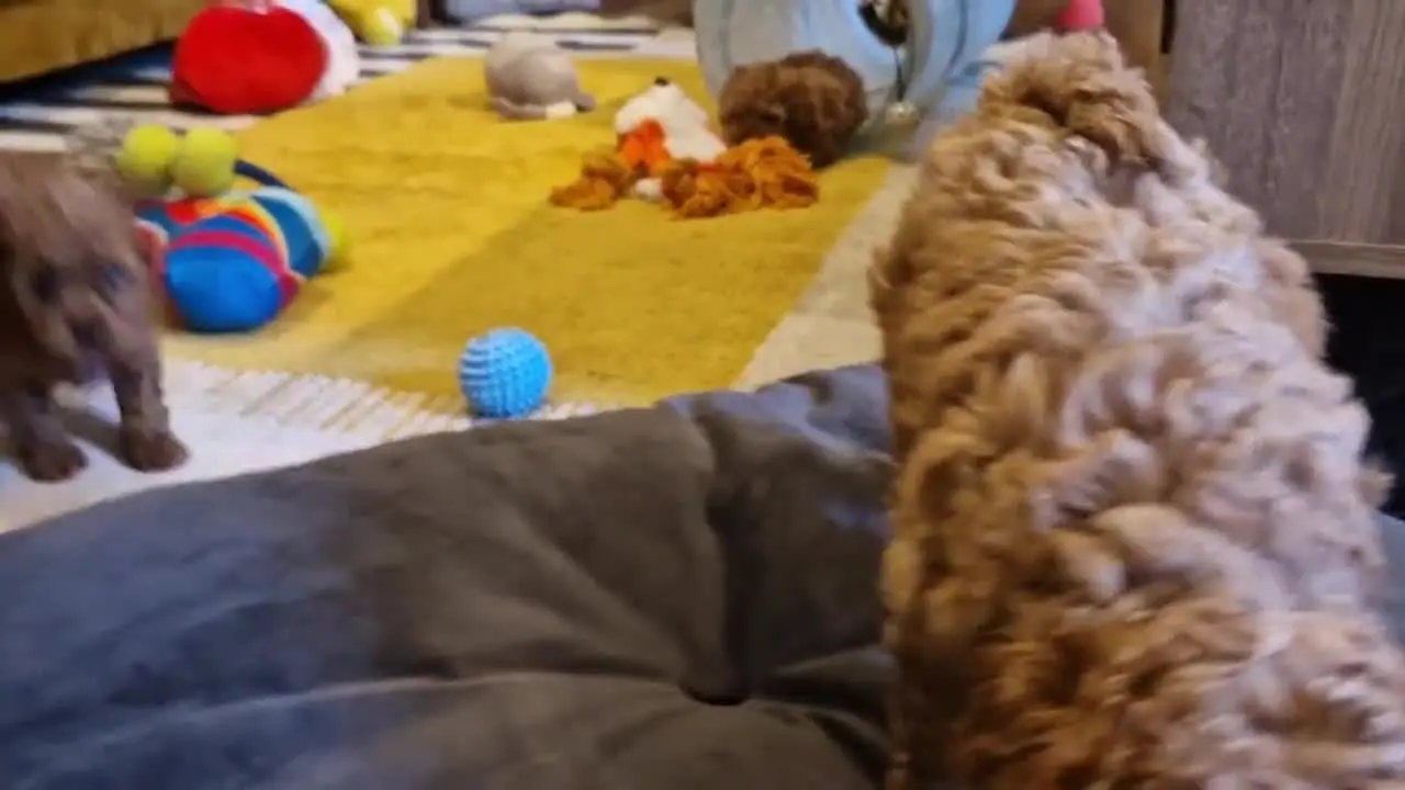 Szczenięta pudla toy bawią się w pokoju