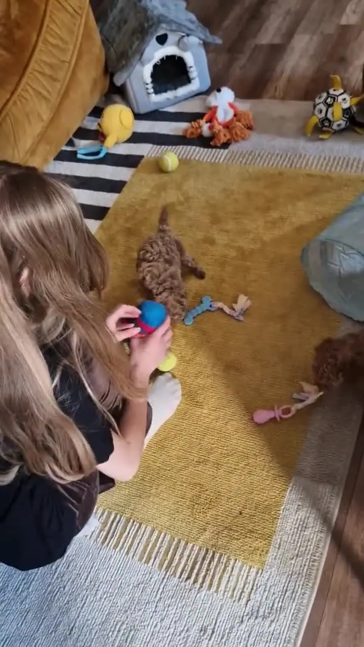 Zabawa ze szczeniakiem pudla toy